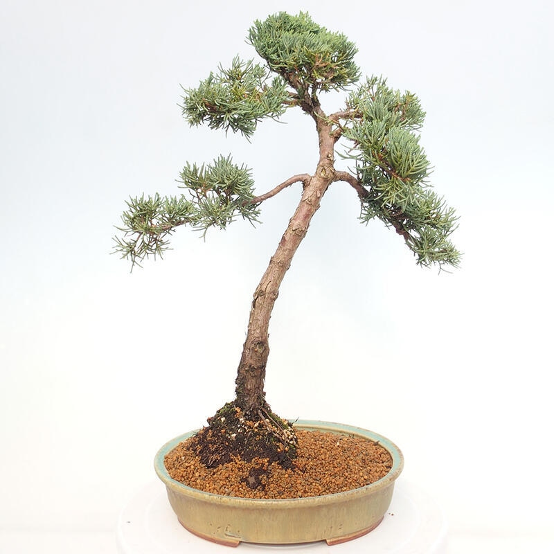 Venkovní bonsai - Juniperus chinensis Kishu -Jalovec čínský