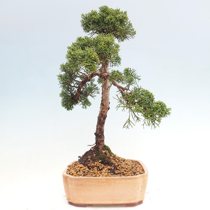 Venkovní bonsai - Juniperus chinensis Kishu -Jalovec čínský