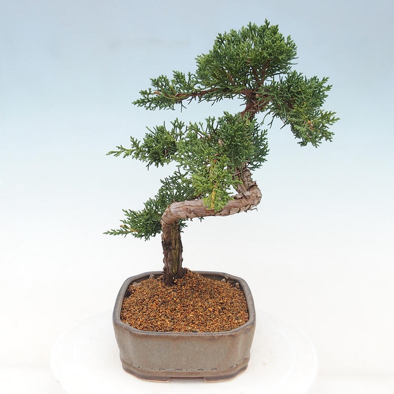 Venkovní bonsai - Juniperus chinensis Kishu -Jalovec čínský