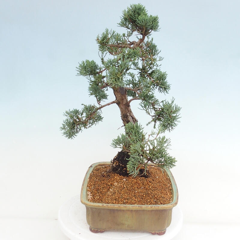 Venkovní bonsai - Juniperus chinensis Kishu -Jalovec čínský