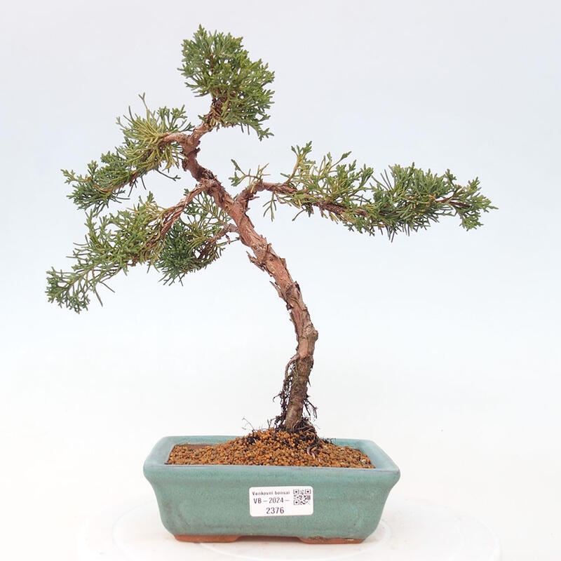 Venkovní bonsai - Juniperus chinensis Kishu -Jalovec čínský