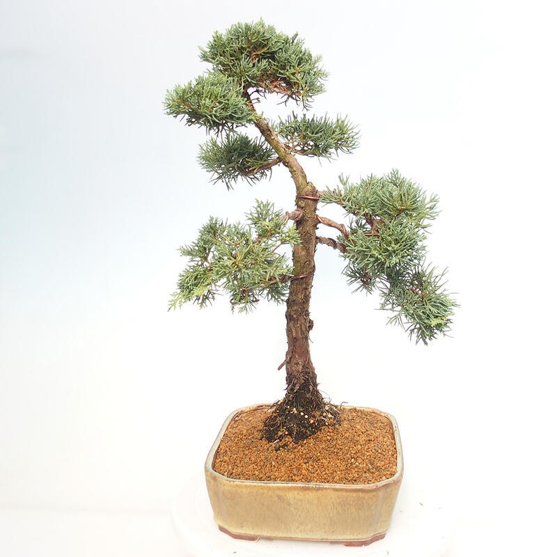 Venkovní bonsai - Juniperus chinensis Kishu -Jalovec čínský