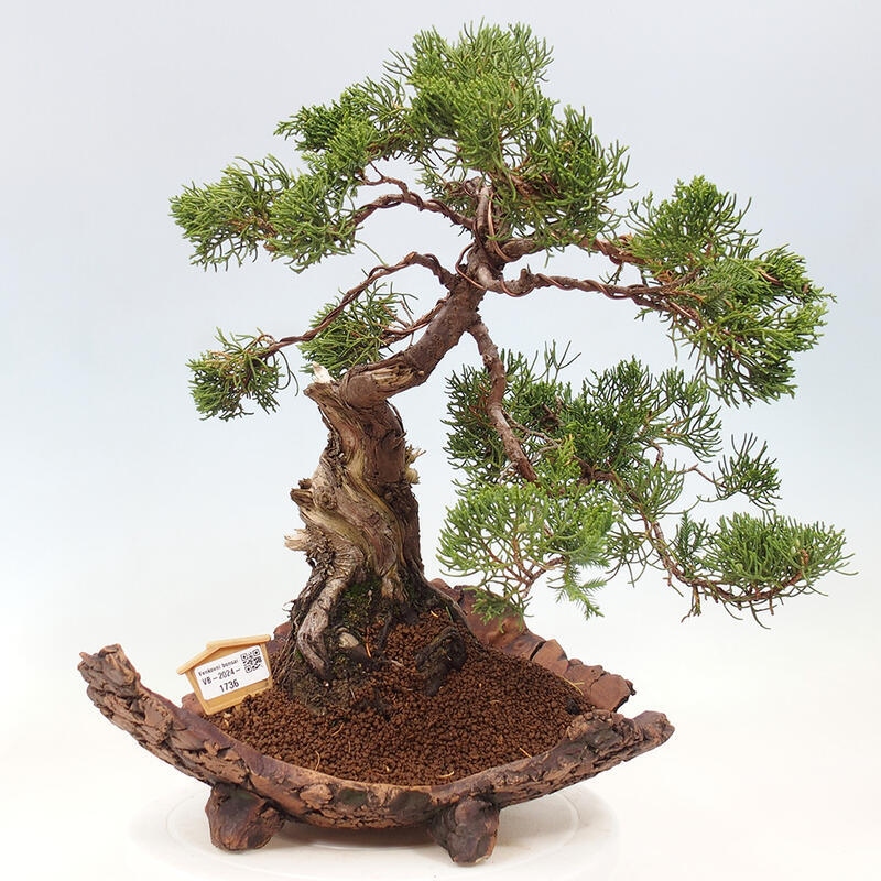 Venkovní bonsai - Juniperus chinensis Kishu -Jalovec čínský