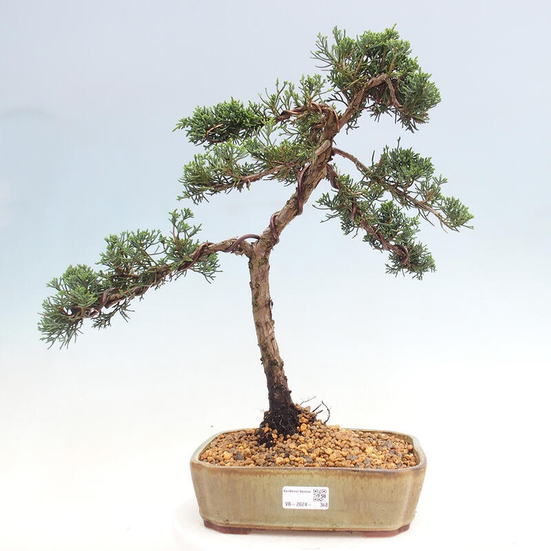 Venkovní bonsai - Juniperus chinensis Kishu -Jalovec čínský