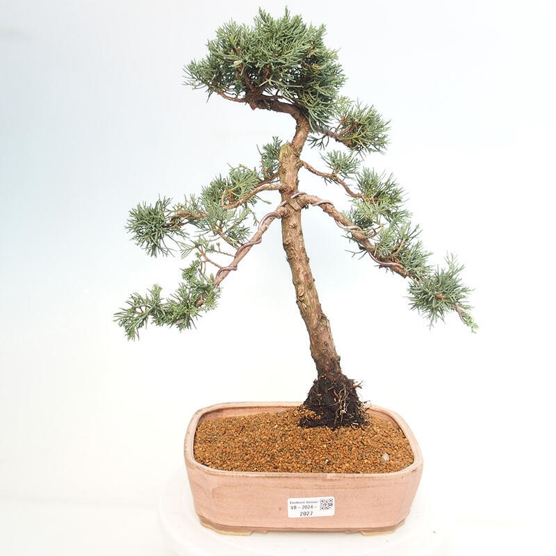 Venkovní bonsai - Juniperus chinensis Kishu -Jalovec čínský