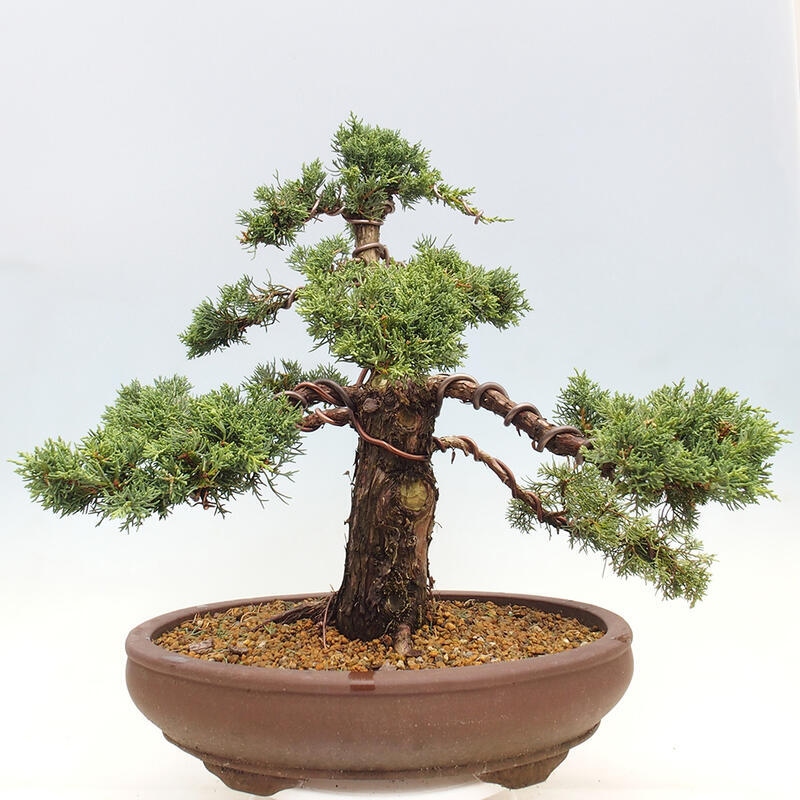 Venkovní bonsai - Juniperus chinensis Kishu -Jalovec čínský