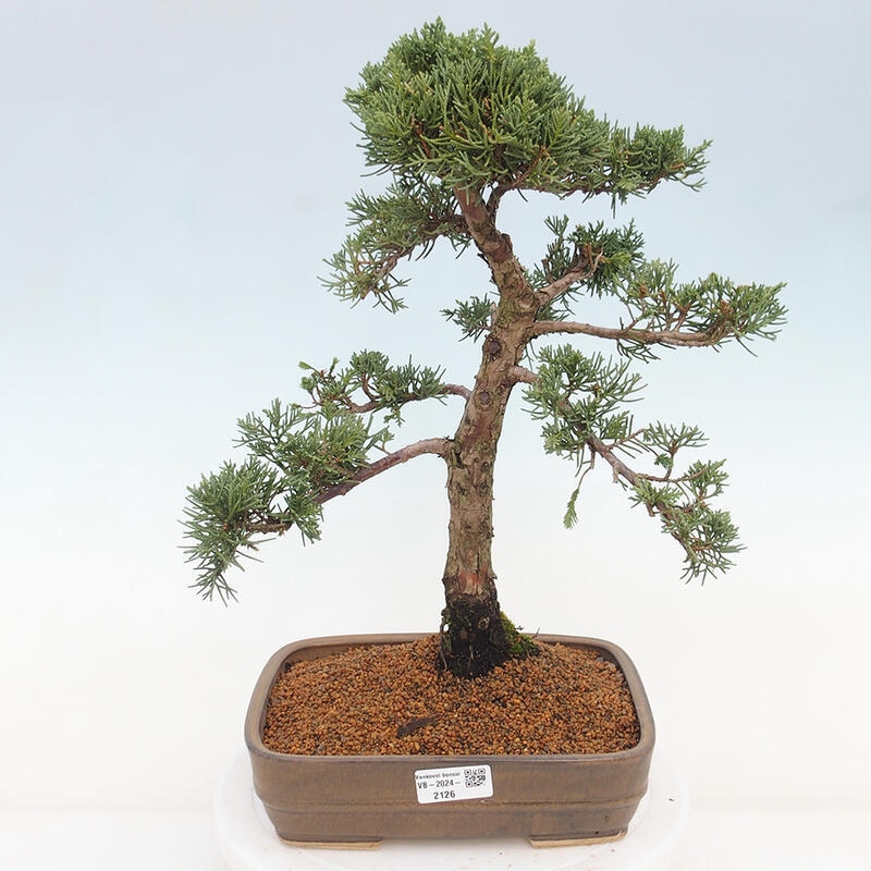 Venkovní bonsai - Juniperus chinensis Kishu -Jalovec čínský