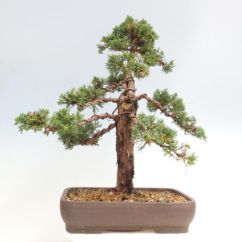 Venkovní bonsai - Juniperus chinensis Kishu -Jalovec čínský