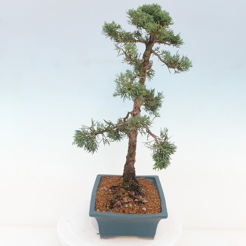 Venkovní bonsai - Juniperus chinensis Kishu -Jalovec čínský