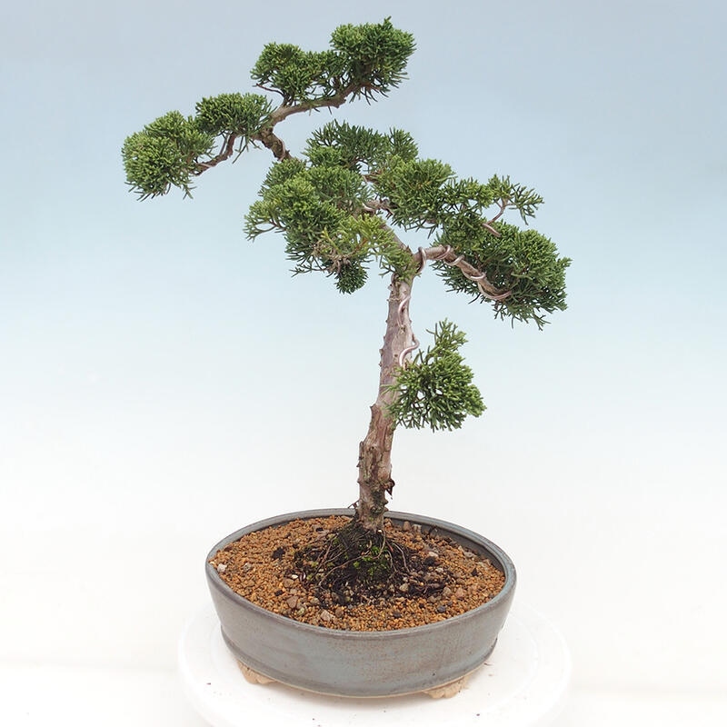 Venkovní bonsai - Juniperus chinensis Kishu -Jalovec čínský