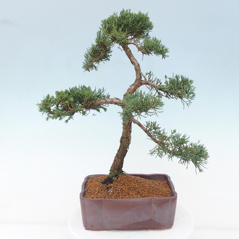 Venkovní bonsai - Juniperus chinensis Kishu -Jalovec čínský