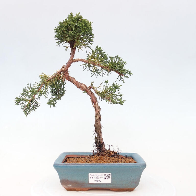 Venkovní bonsai - Juniperus chinensis Kishu -Jalovec čínský