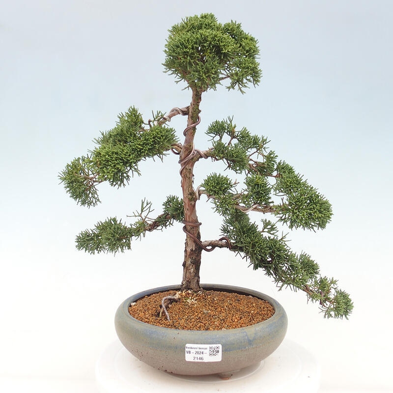 Venkovní bonsai - Juniperus chinensis Kishu -Jalovec čínský