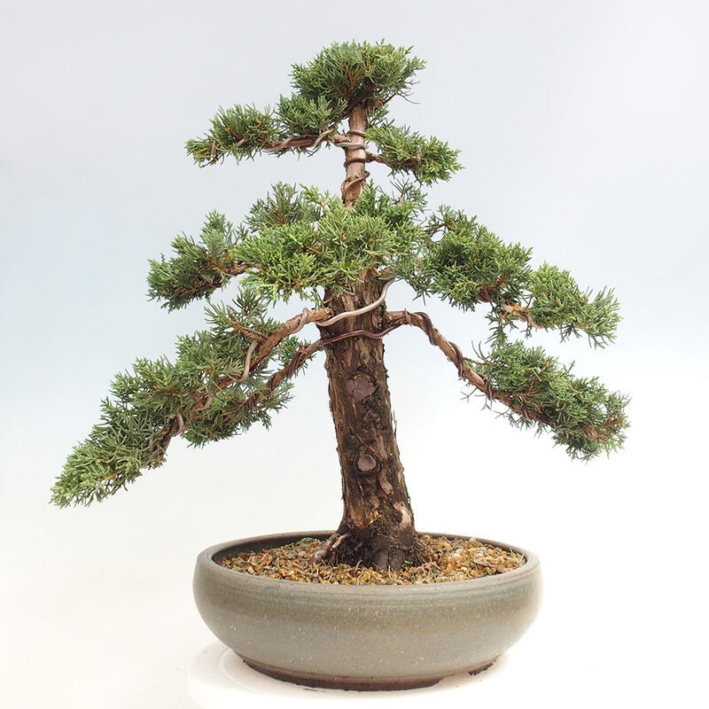 Venkovní bonsai - Juniperus chinensis Kishu -Jalovec čínský