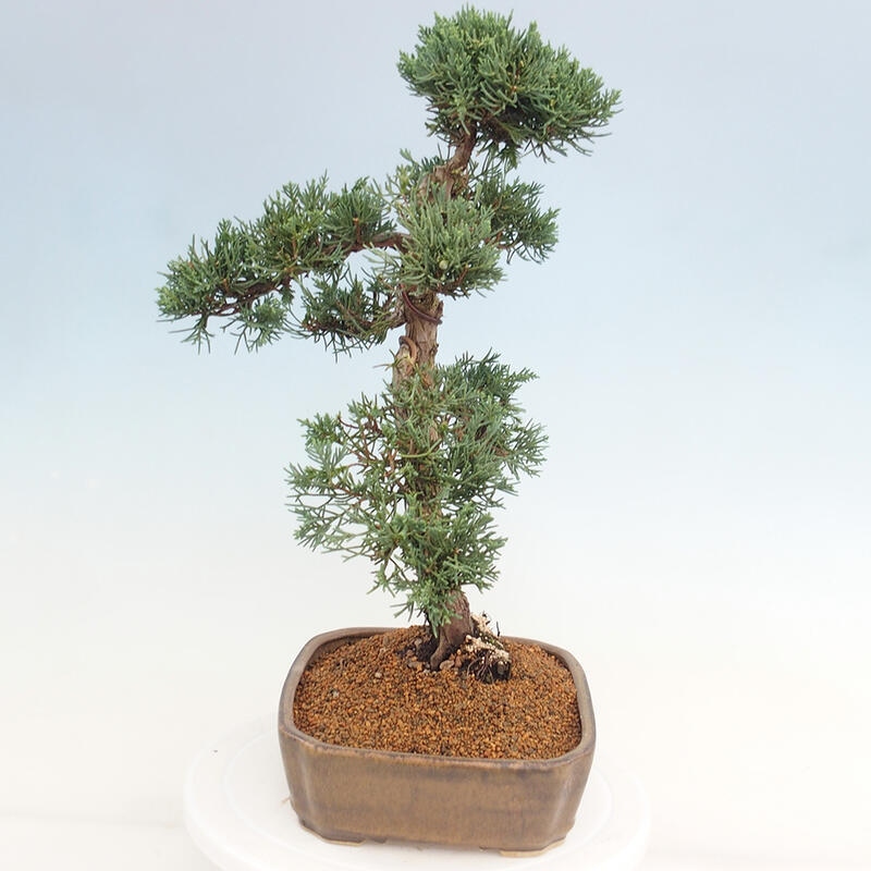 Venkovní bonsai - Juniperus chinensis Kishu -Jalovec čínský