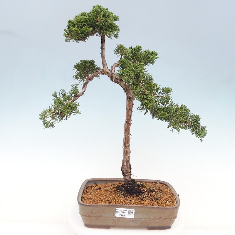 Venkovní bonsai - Juniperus chinensis Kishu -Jalovec čínský