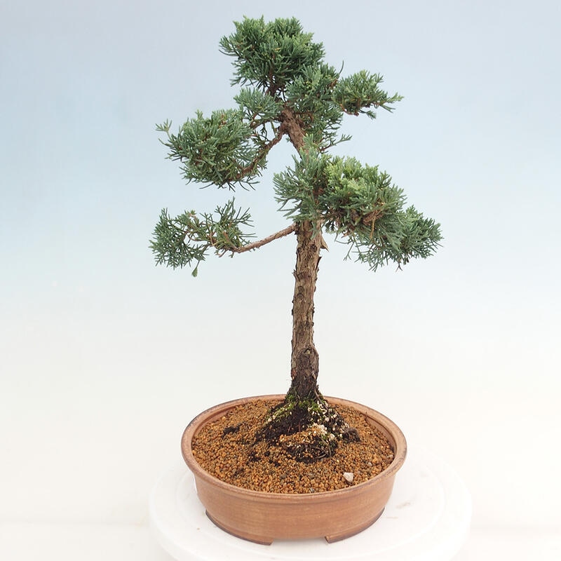 Venkovní bonsai - Juniperus chinensis Kishu -Jalovec čínský