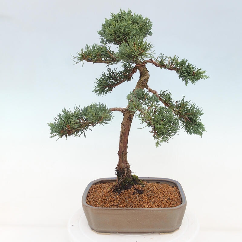 Venkovní bonsai - Juniperus chinensis Kishu -Jalovec čínský