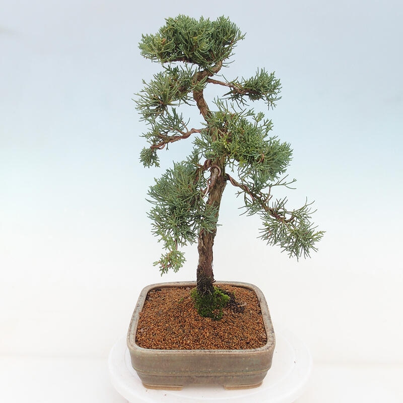 Venkovní bonsai - Juniperus chinensis Kishu -Jalovec čínský