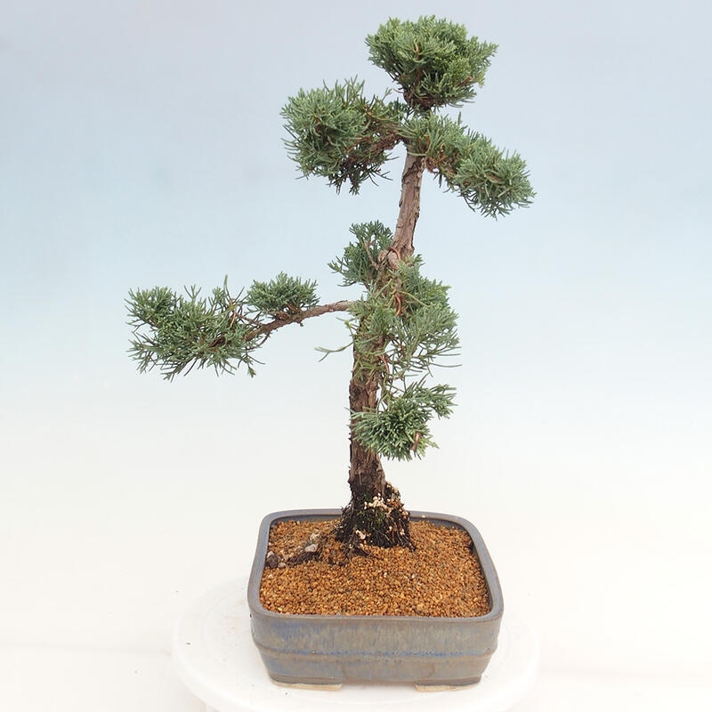 Venkovní bonsai - Juniperus chinensis Kishu -Jalovec čínský