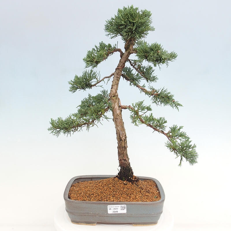 Venkovní bonsai - Juniperus chinensis Kishu -Jalovec čínský