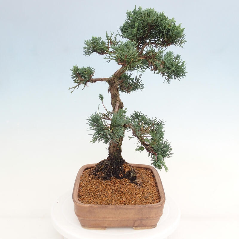 Venkovní bonsai - Juniperus chinensis Kishu -Jalovec čínský