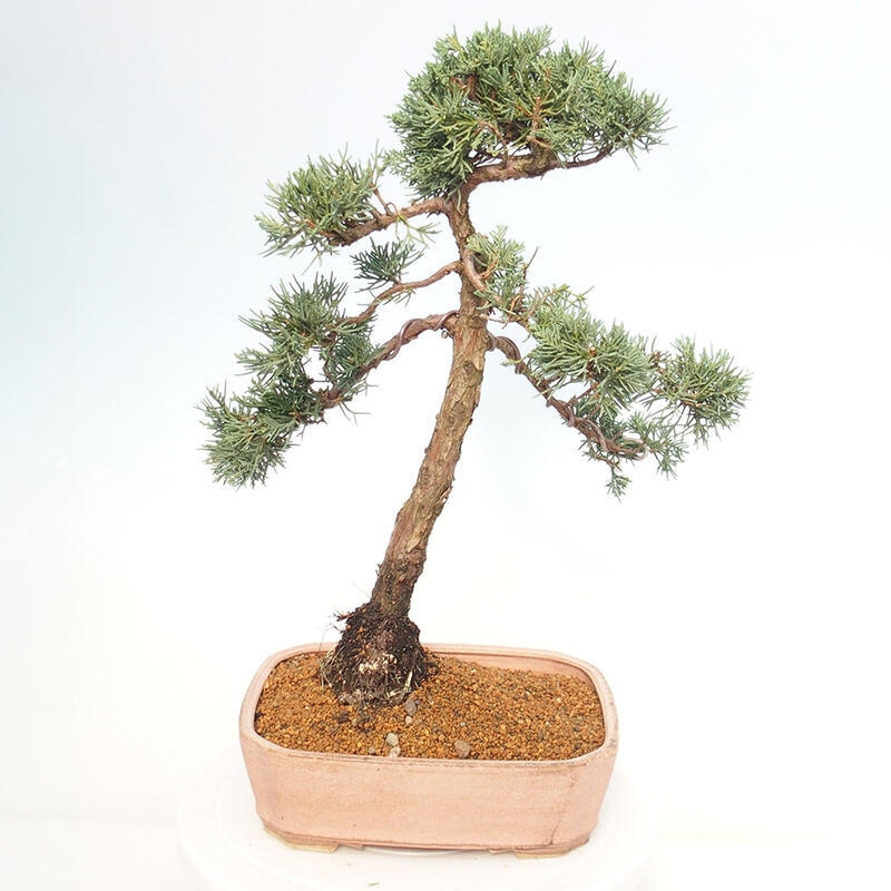 Venkovní bonsai - Juniperus chinensis Kishu -Jalovec čínský