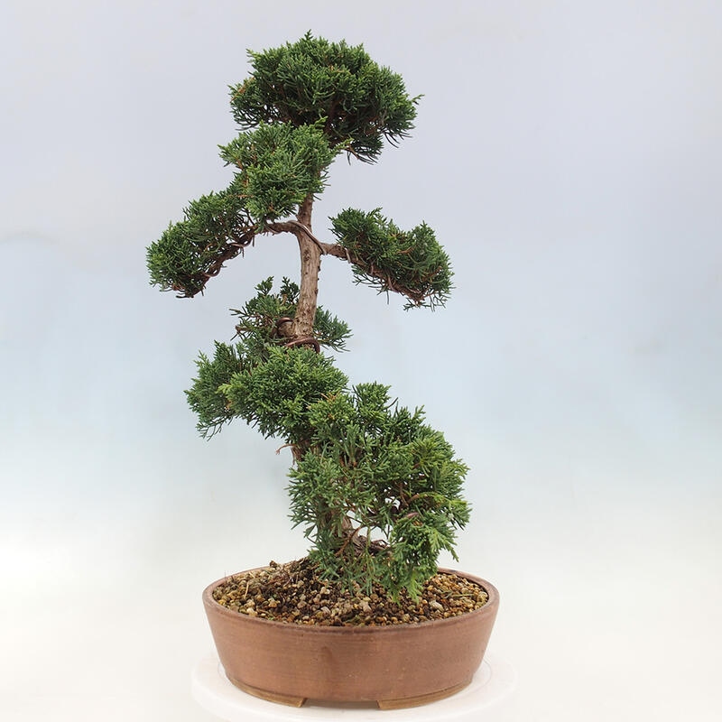 Venkovní bonsai - Juniperus chinensis Kishu -Jalovec čínský