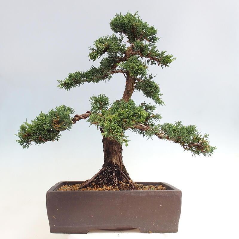 Venkovní bonsai - Juniperus chinensis Kishu -Jalovec čínský