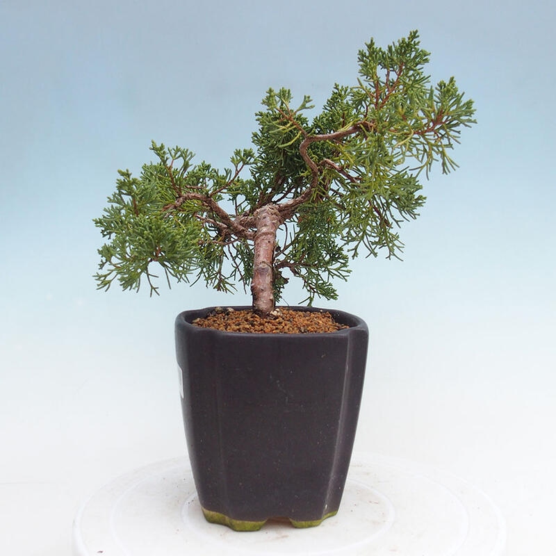 Venkovní bonsai - Juniperus chinensis Kishu -Jalovec čínský