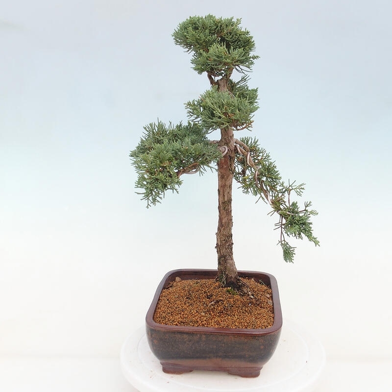 Venkovní bonsai - Juniperus chinensis Kishu -Jalovec čínský