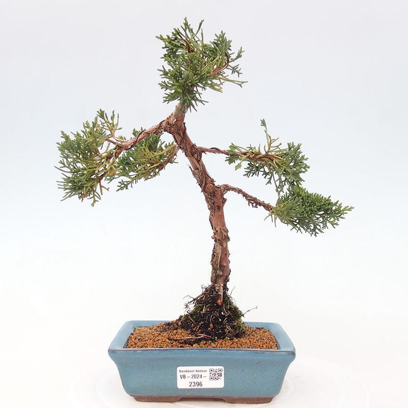 Venkovní bonsai - Juniperus chinensis Kishu -Jalovec čínský