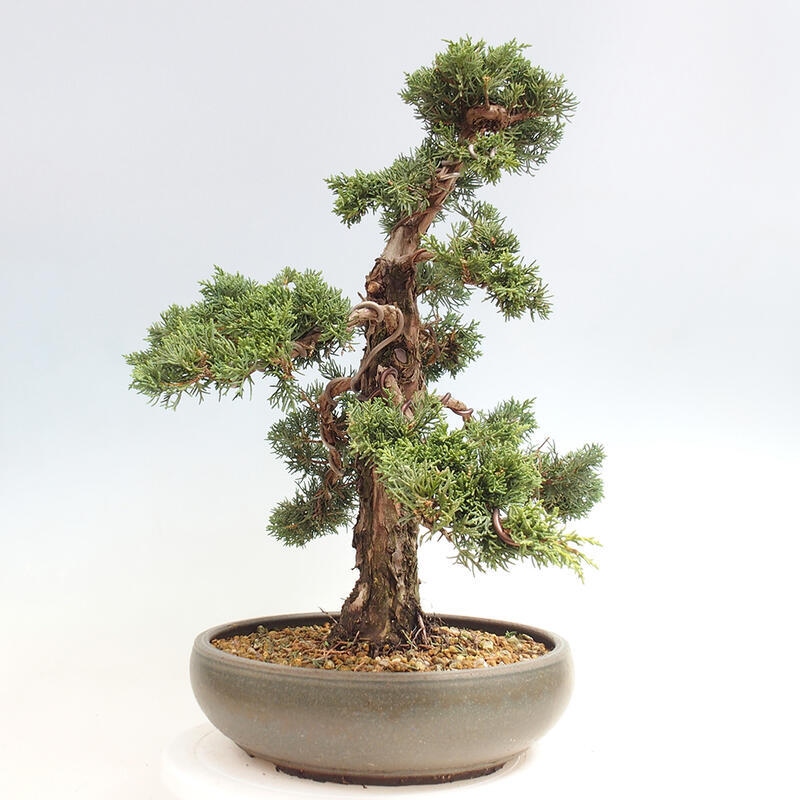 Venkovní bonsai - Juniperus chinensis Kishu -Jalovec čínský