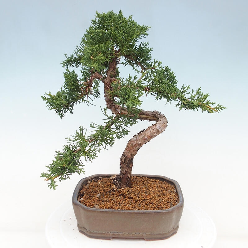 Venkovní bonsai - Juniperus chinensis Kishu -Jalovec čínský