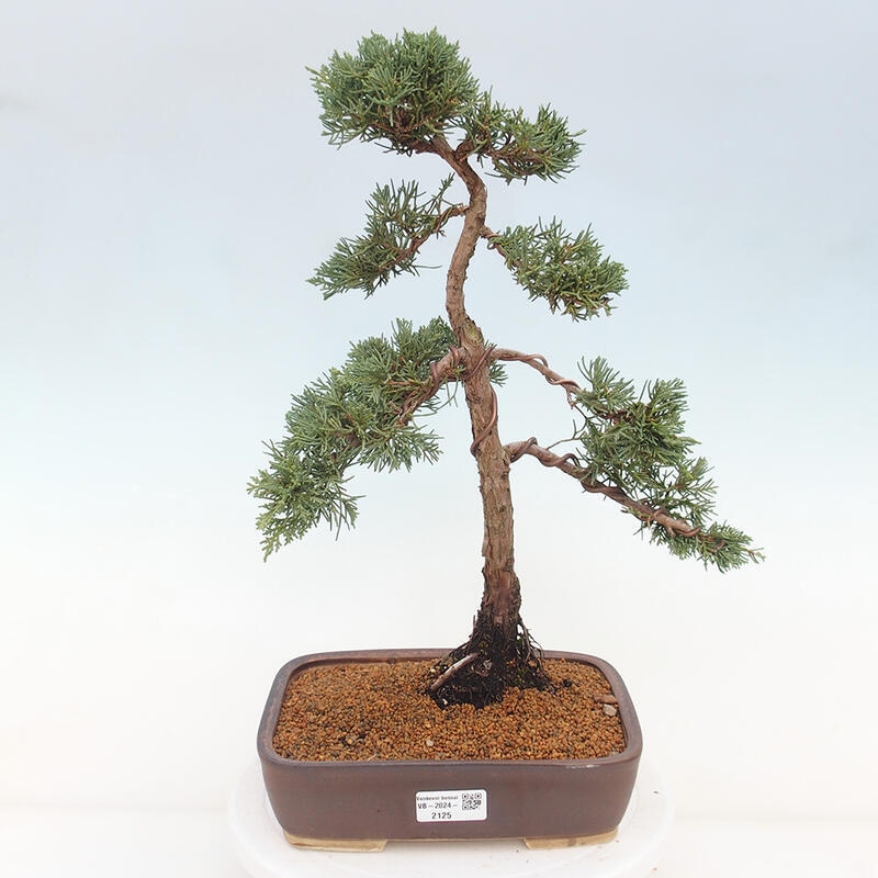 Venkovní bonsai - Juniperus chinensis Kishu -Jalovec čínský