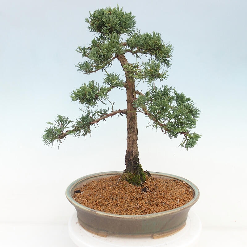 Venkovní bonsai - Juniperus chinensis Kishu -Jalovec čínský