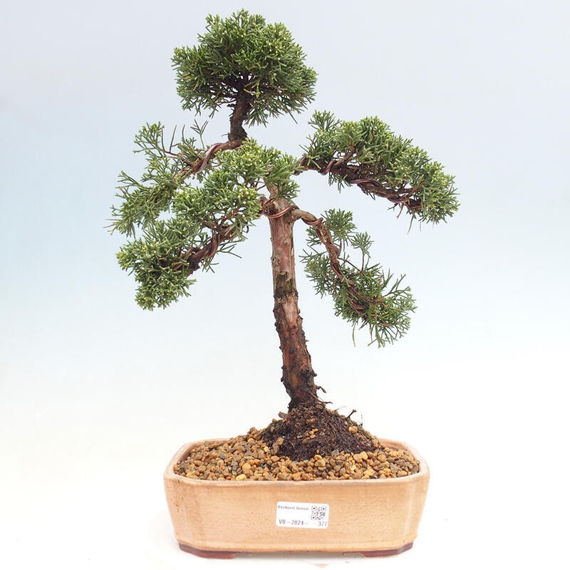 Venkovní bonsai - Juniperus chinensis Kishu -Jalovec čínský