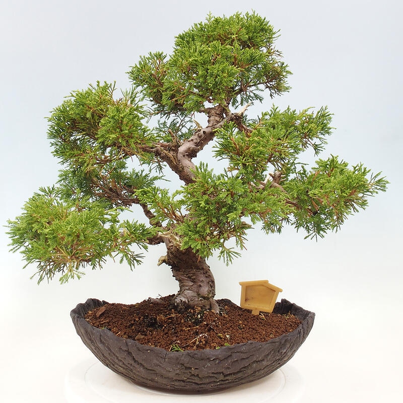 Venkovní bonsai - Juniperus chinensis Kishu -Jalovec čínský