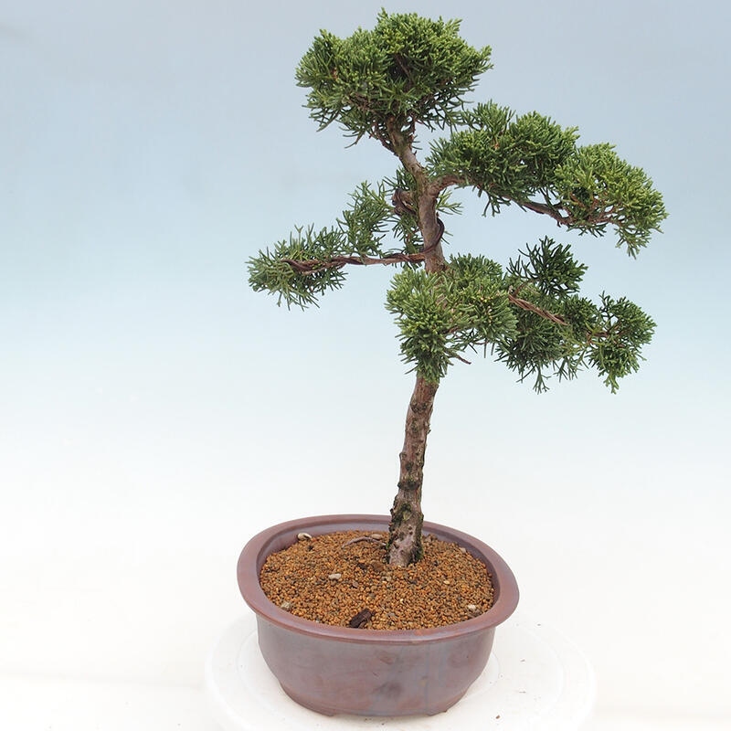 Venkovní bonsai - Juniperus chinensis Kishu -Jalovec čínský