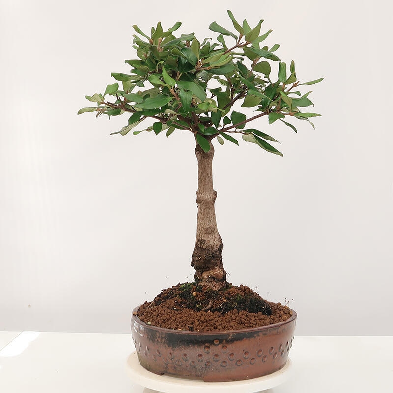 Venkovní bonsai-Kalina Bodnanská - Viburum carlesii hemsi