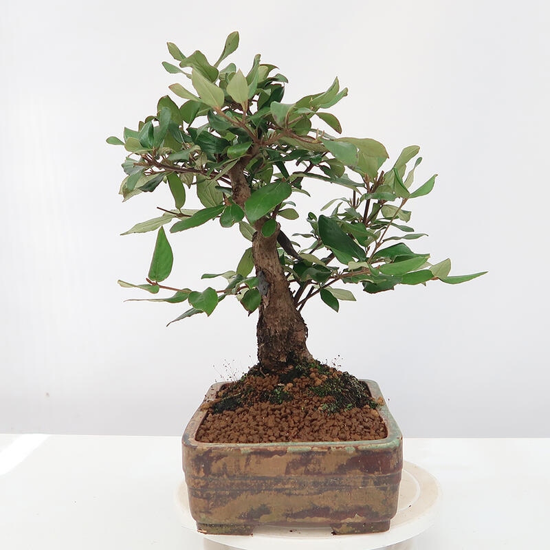 Venkovní bonsai-Kalina Bodnanská - Viburum carlesii hemsi