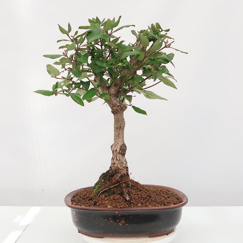 Venkovní bonsai-Kalina Bodnanská - Viburum carlesii hemsi