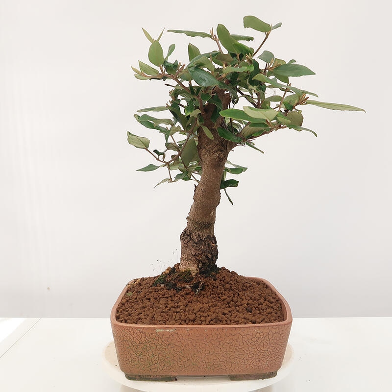 Venkovní bonsai-Kalina Bodnanská - Viburum carlesii hemsi