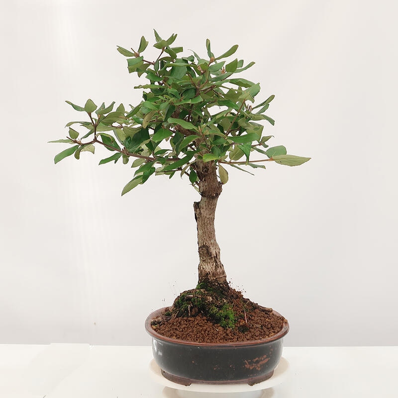 Venkovní bonsai-Kalina Bodnanská - Viburum carlesii hemsi