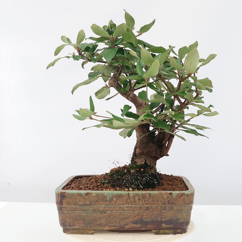 Venkovní bonsai-Kalina Bodnanská - Viburum carlesii hemsi