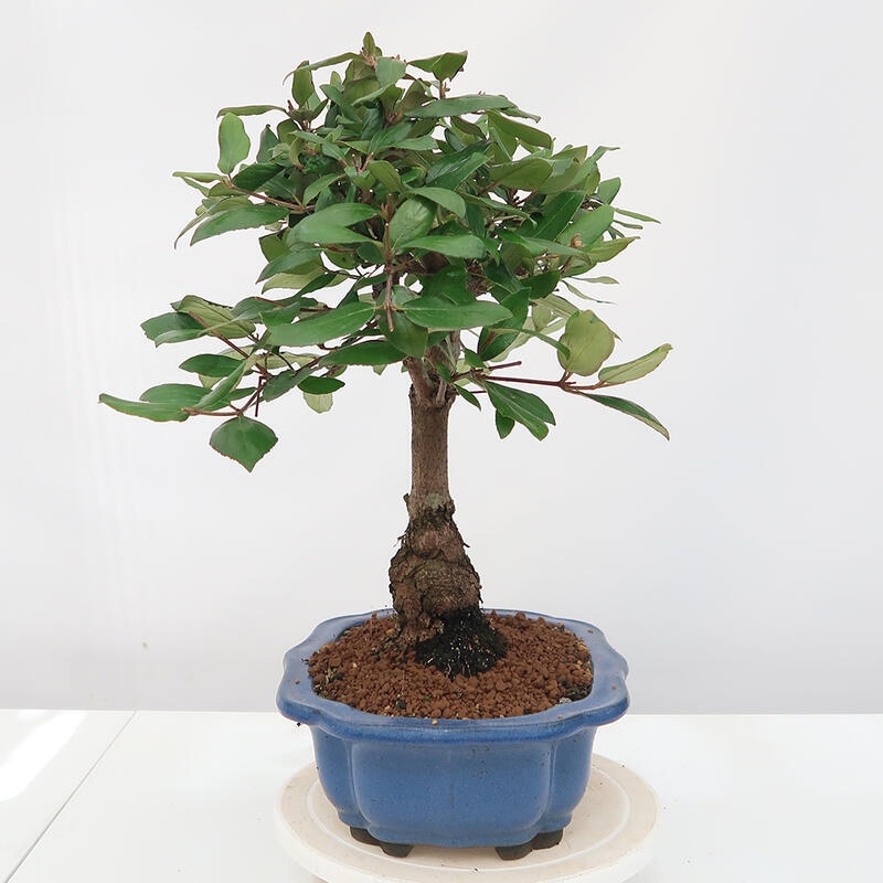 Venkovní bonsai-Kalina Bodnanská - Viburum carlesii hemsi