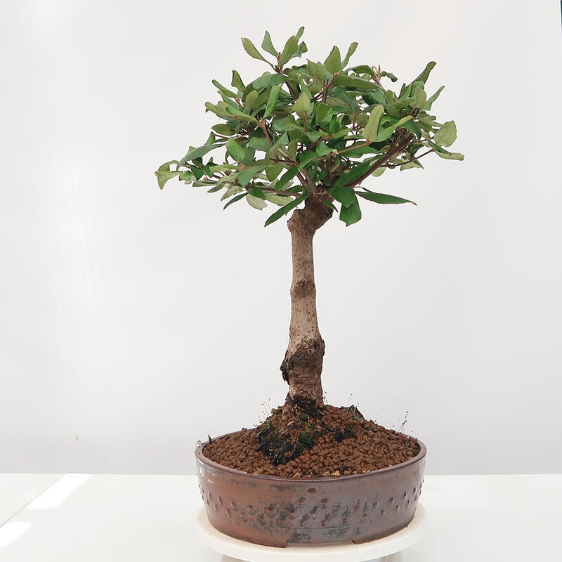 Venkovní bonsai-Kalina Bodnanská - Viburum carlesii hemsi