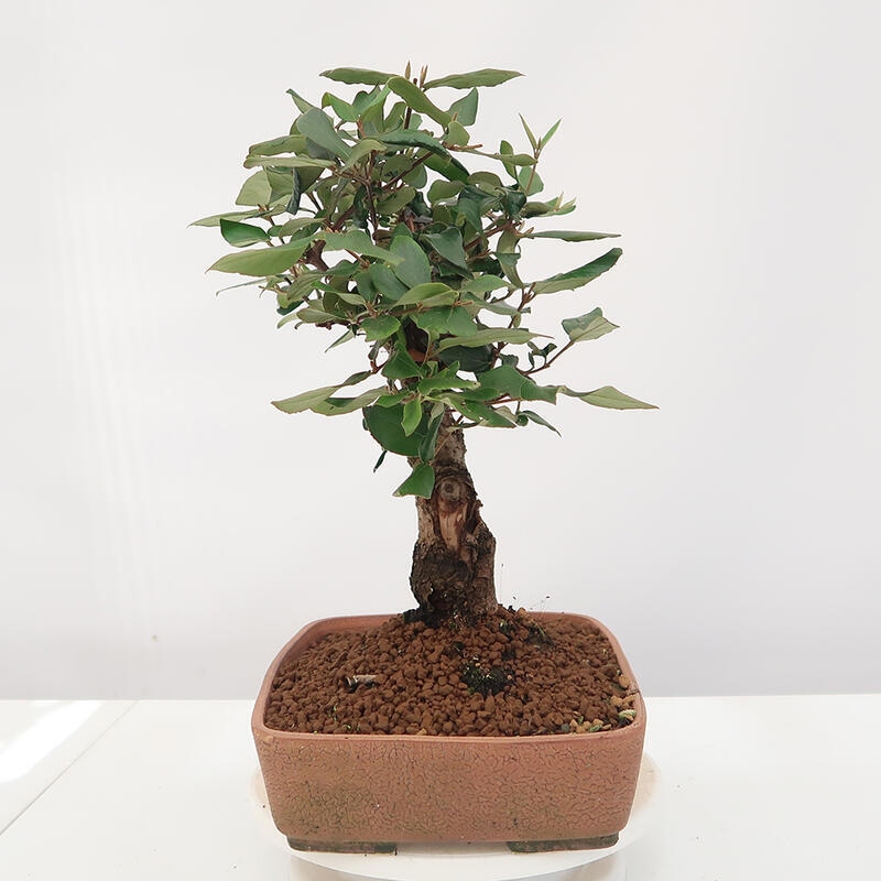 Venkovní bonsai-Kalina Bodnanská - Viburum carlesii hemsi