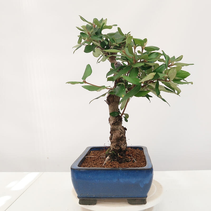 Venkovní bonsai-Kalina Bodnanská - Viburum carlesii hemsi