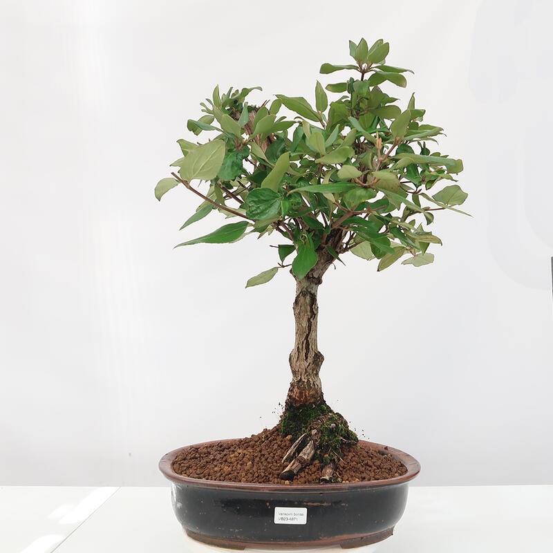 Venkovní bonsai-Kalina Bodnanská - Viburum carlesii hemsi